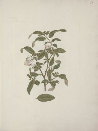 Grewia ferruginea A. Rich