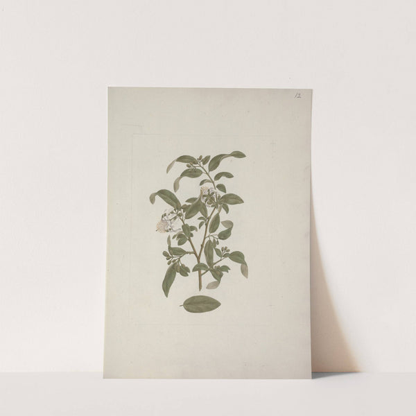 Grewia ferruginea A. Rich by Luigi Balugani