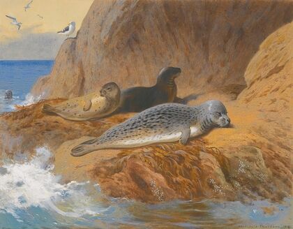 Grey And Harbour Seals At Rest (1912)