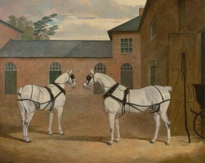 Grey carriage horses in the coachyard at Putteridge Bury, Hertfordshire — size preview