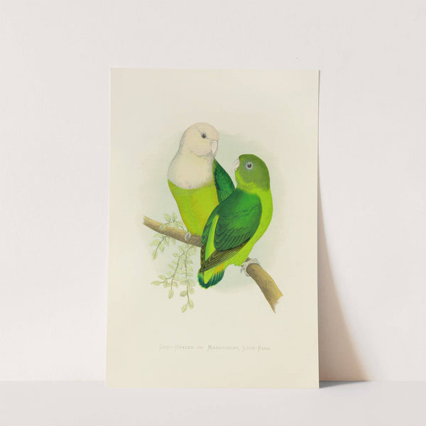 Grey-Headed or Madagascar Love-Bird (1884-1887) by Alexander Francis Lydon