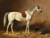 Grey in the Stable