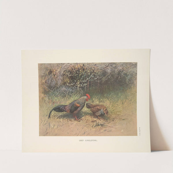 Grey Junglefowl (Gallus sonnerati). (1918-1922) by George Edward Lodge