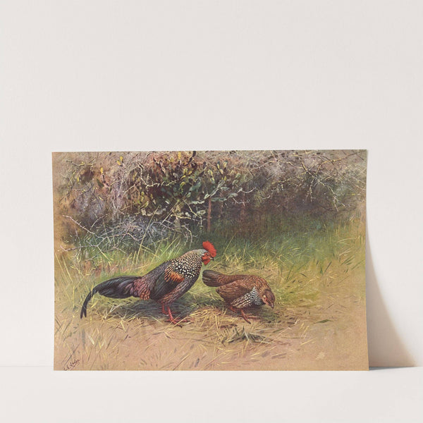 Grey Junglefowl by George Edward Lodge