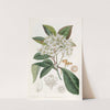 Grey-leaved Stranvaesia by Sydenham Edwards
