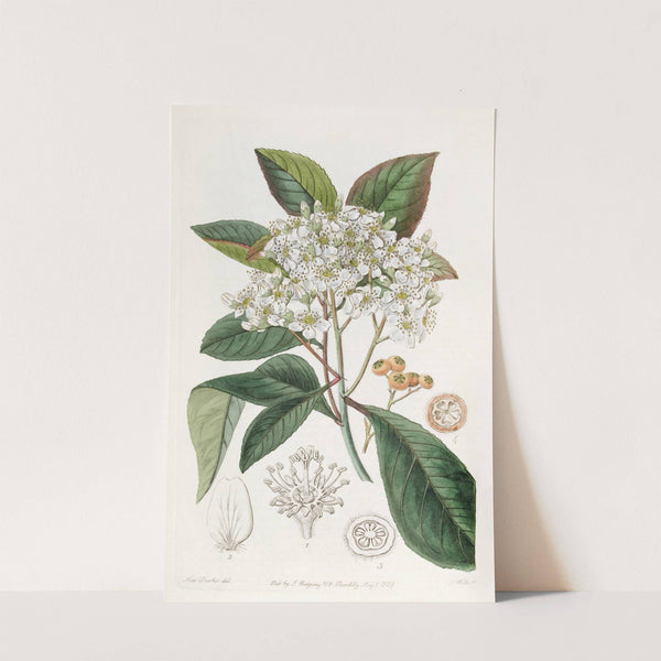 Grey-leaved Stranvaesia by Sydenham Edwards