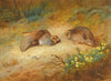 Grey Partridge (1899)