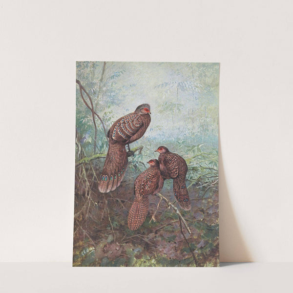 Grey Peacock Pheasant by George Edward Lodge