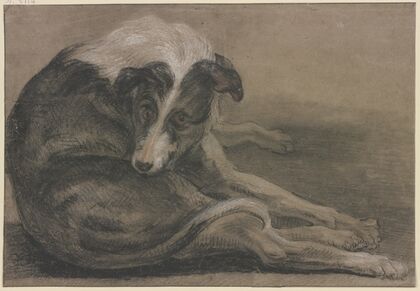 Greyhound, lying