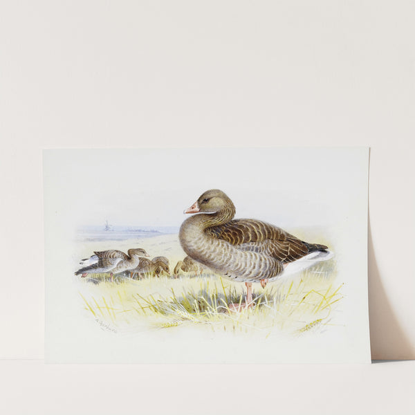 Greylag Goose by Archibald Thorburn