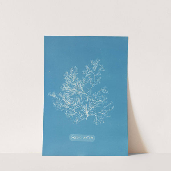 Griffithsia multifida by Anna Atkins