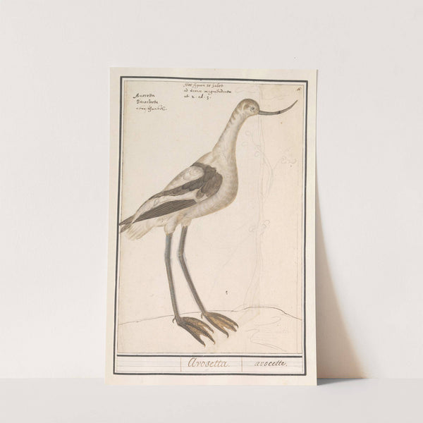 Grijze snip (Limnodromus) (1596-1610) by Anselmus Boëtius de Boodt