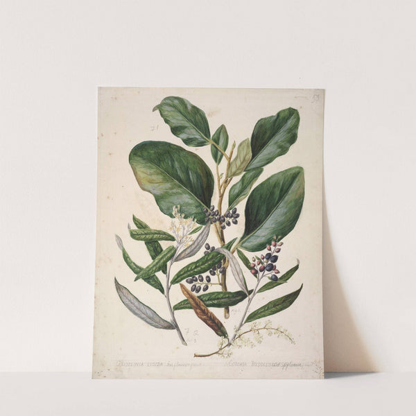 Griselinia lucida; Corokia Buddleoides by Sarah Featon