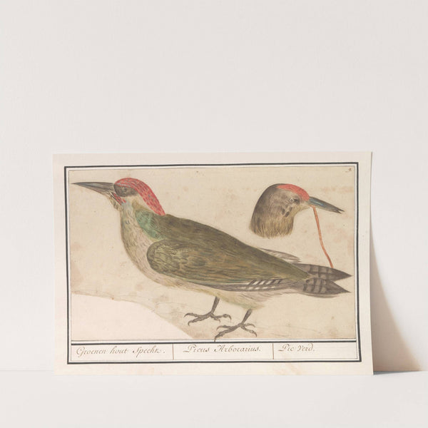 Groene specht (Picus viridis) (1596-1610) by Anselmus Boëtius de Boodt
