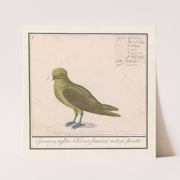 Groenling (Chloris chloris) (1596-1610) by Anselmus Boëtius de Boodt