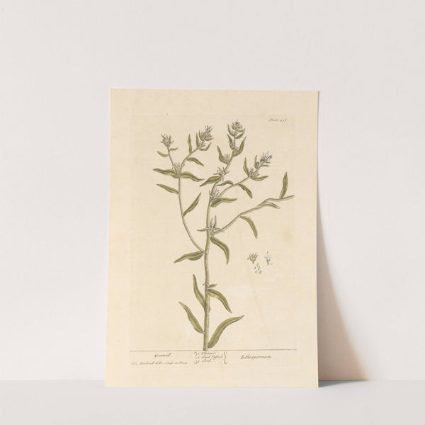 Gromill by Elizabeth Blackwell