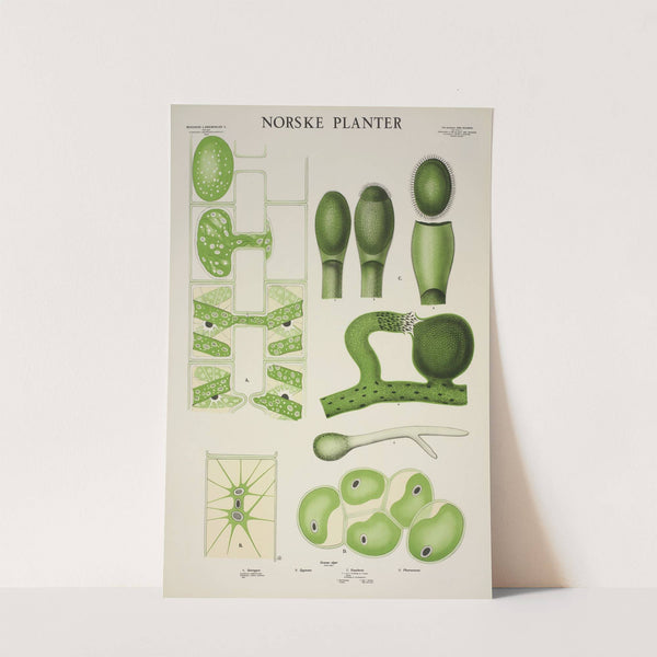 Grønne alger (1930) by Parmanns Læremiddel-anstalt