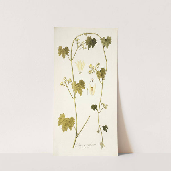 Gronovia scandens by Nikolaus Joseph Freiherr von Jacquin