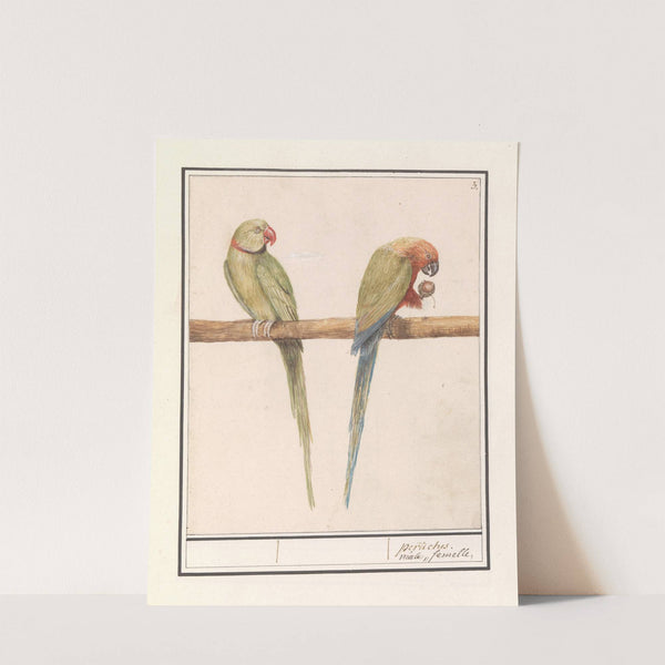Grote Alexanderparkiet (Psittacula eupatria) en Kleine Alexanderparkiet (Psittacula alexandri) (1596-1610) by Anselmus Boëtius de Boodt