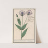 Grote centaurie (Centaurea scabiosa) (1596-1610) by Anselmus Boëtius de Boodt