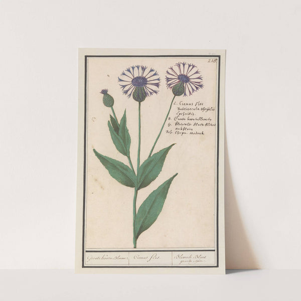 Grote centaurie (Centaurea scabiosa) (1596-1610) by Anselmus Boëtius de Boodt