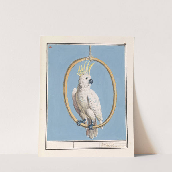 Grote geelkuifkaketoe (Cacatua galerita) Kakatoës (1596-1610) by Anselmus Boëtius de Boodt