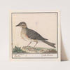 Grote Lijster (Turdus viscivorus) (1596-1610) by Anselmus Boëtius de Boodt