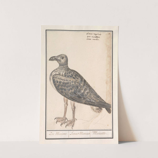 Grote mantelmeeuw (Larus marinus) of zilvermeeuw (Larus argentatus) (1596-1610) by Anselmus Boëtius de Boodt