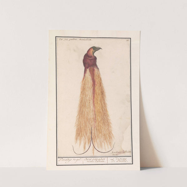 Grote paradijsvogel (Paradisaea apoda) (1596-1610) by Anselmus Boëtius de Boodt