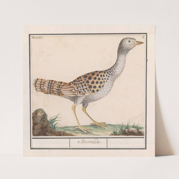 Grote trap (Otis tarda) (1596-1610) by Anselmus Boëtius de Boodt