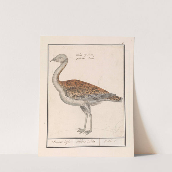 Grote trap (Otis tarda). (1596-1610) by Anselmus Boëtius de Boodt