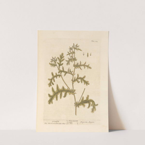 Groudsel by Elizabeth Blackwell