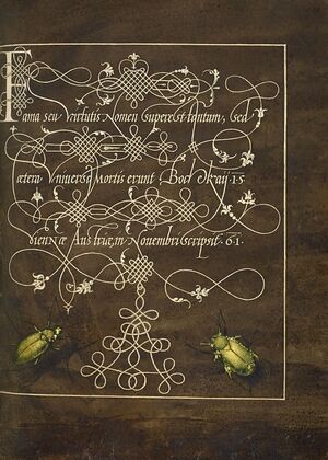 Ground Beetle and Scarab (1561–1596)