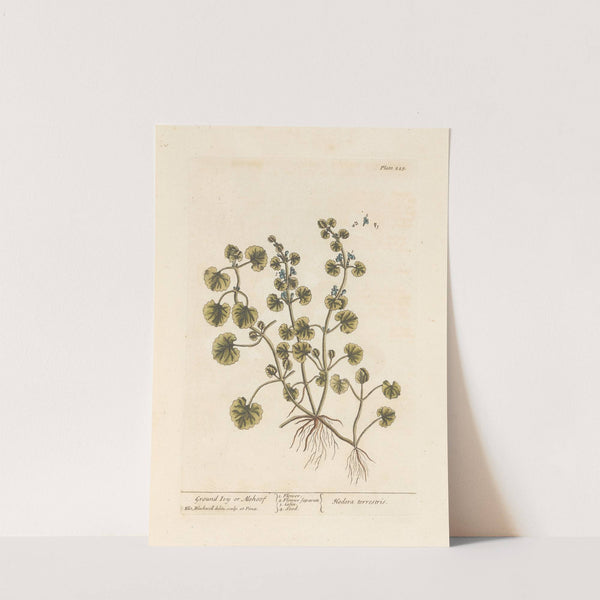 Ground ivy or alehoof by Elizabeth Blackwell