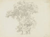 Group of trees