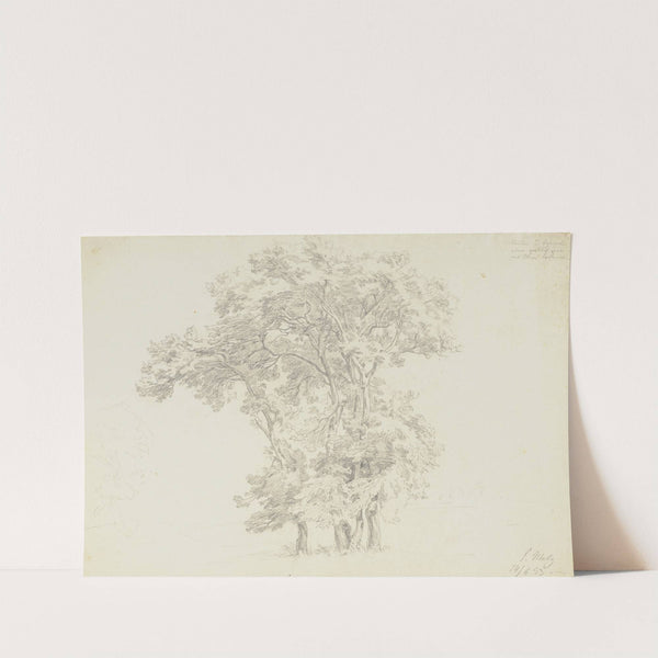 Group of trees by Friedrich Metz