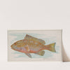 Grouper (1889) by Allen & Ginter
