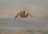 Grouse in flight