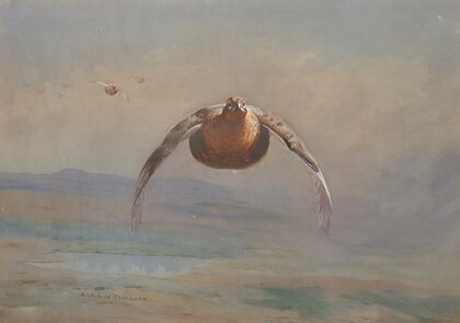 Grouse in flight