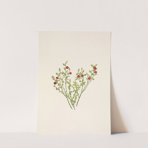 Grouse Whortleberry (fruit). Vaccinium scoparium (1925) by Mary Vaux Walcott