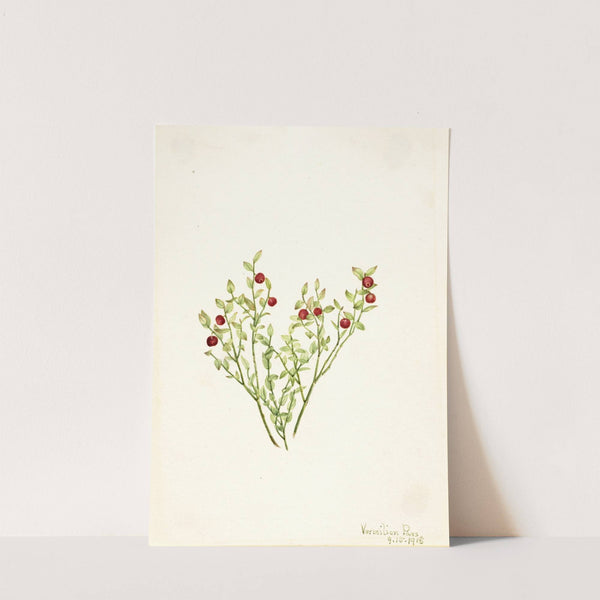 Grouse Whortleberry (Vaccinium scoparium) (1918) by Mary Vaux Walcott