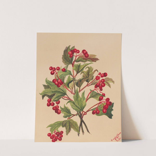 Grouseberry (Viburnum americanum) (1880) by Mary Vaux Walcott