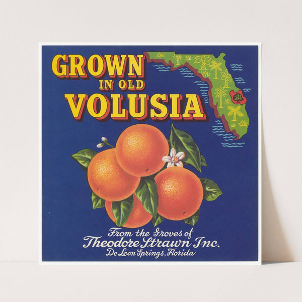 Grown in Old Volusia Can Label (1930-1950)