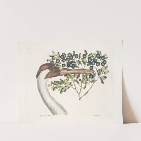 Grus Americana Alba, The hooping Crane; Prunus &c., The Bullet-Bush. by Mark Catesby