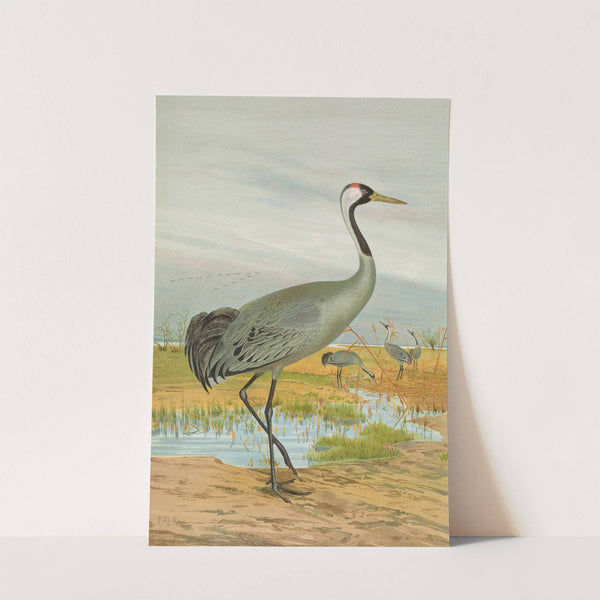 Grus grus by Johann Friedrich Naumann