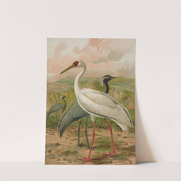 Grus virgo, Grus leucogeranus Pall by Johann Friedrich Naumann