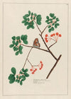Guajacum officinale (1797–1810)