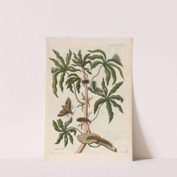 Guajava alba dulcis (1719) by Maria Sibylla Merian