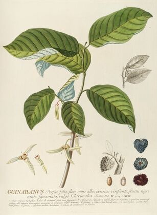 Guanabanus