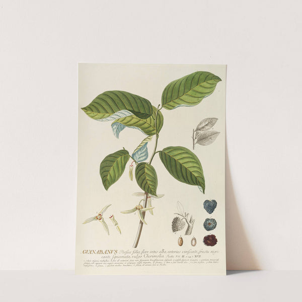 Guanabanus by Georg Dionysius Ehret